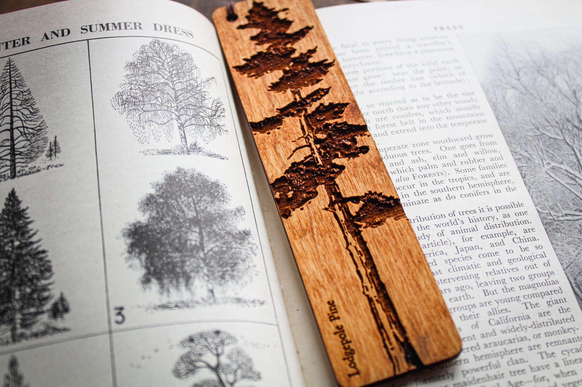Lodgepole Bookmark image 1