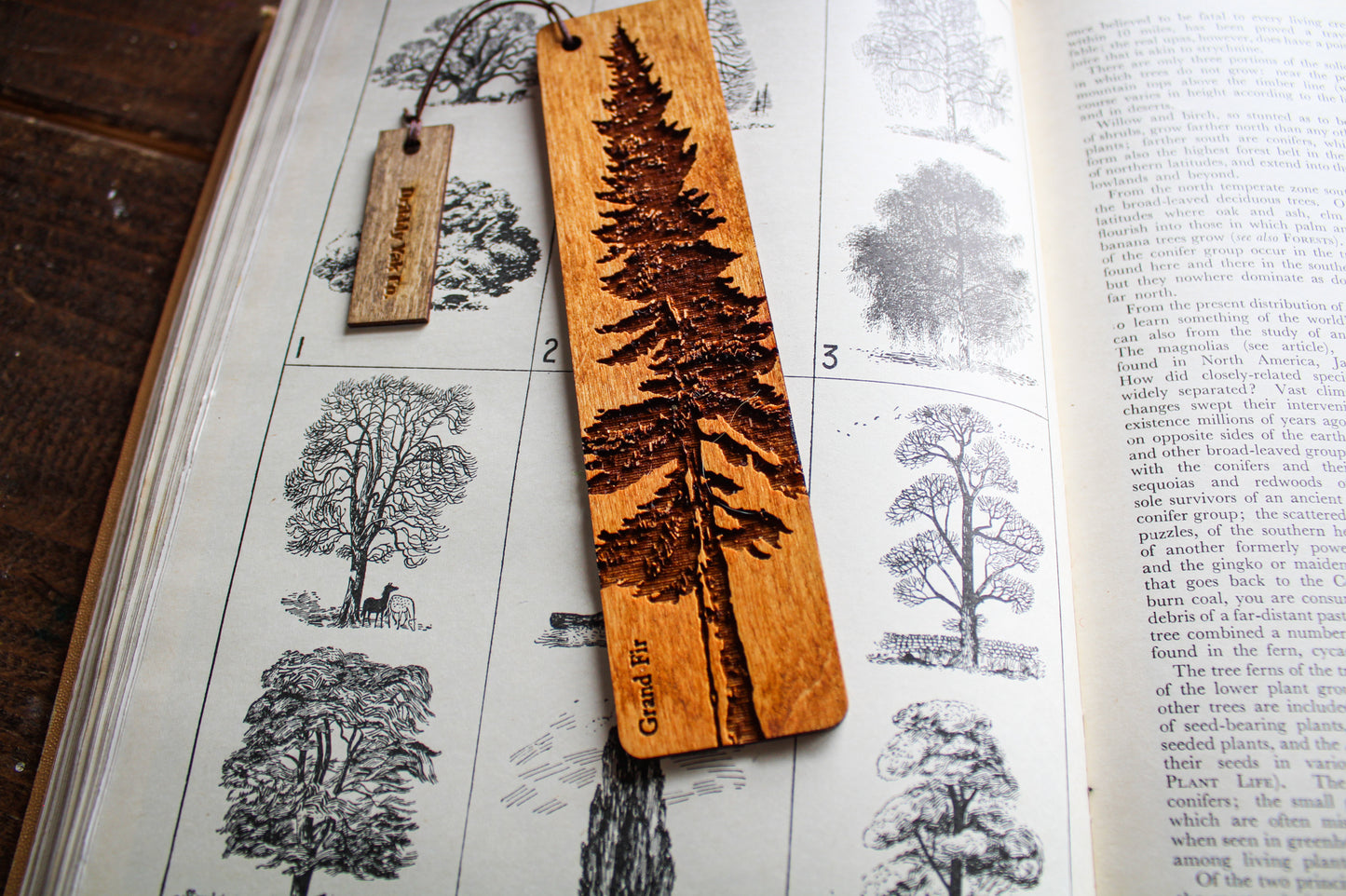 Grand Fir Bookmark image 2