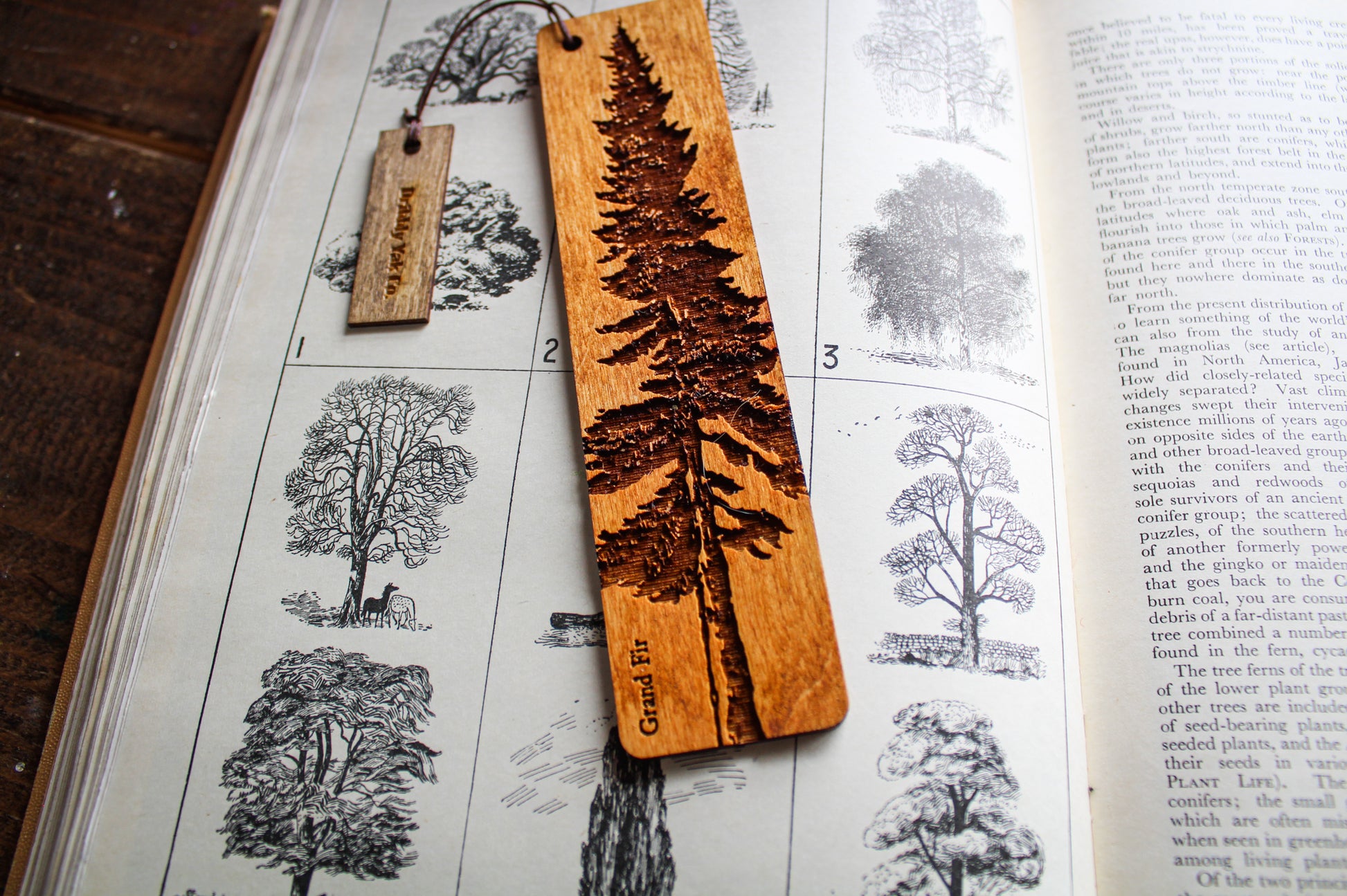 Grand Fir Bookmark image 2